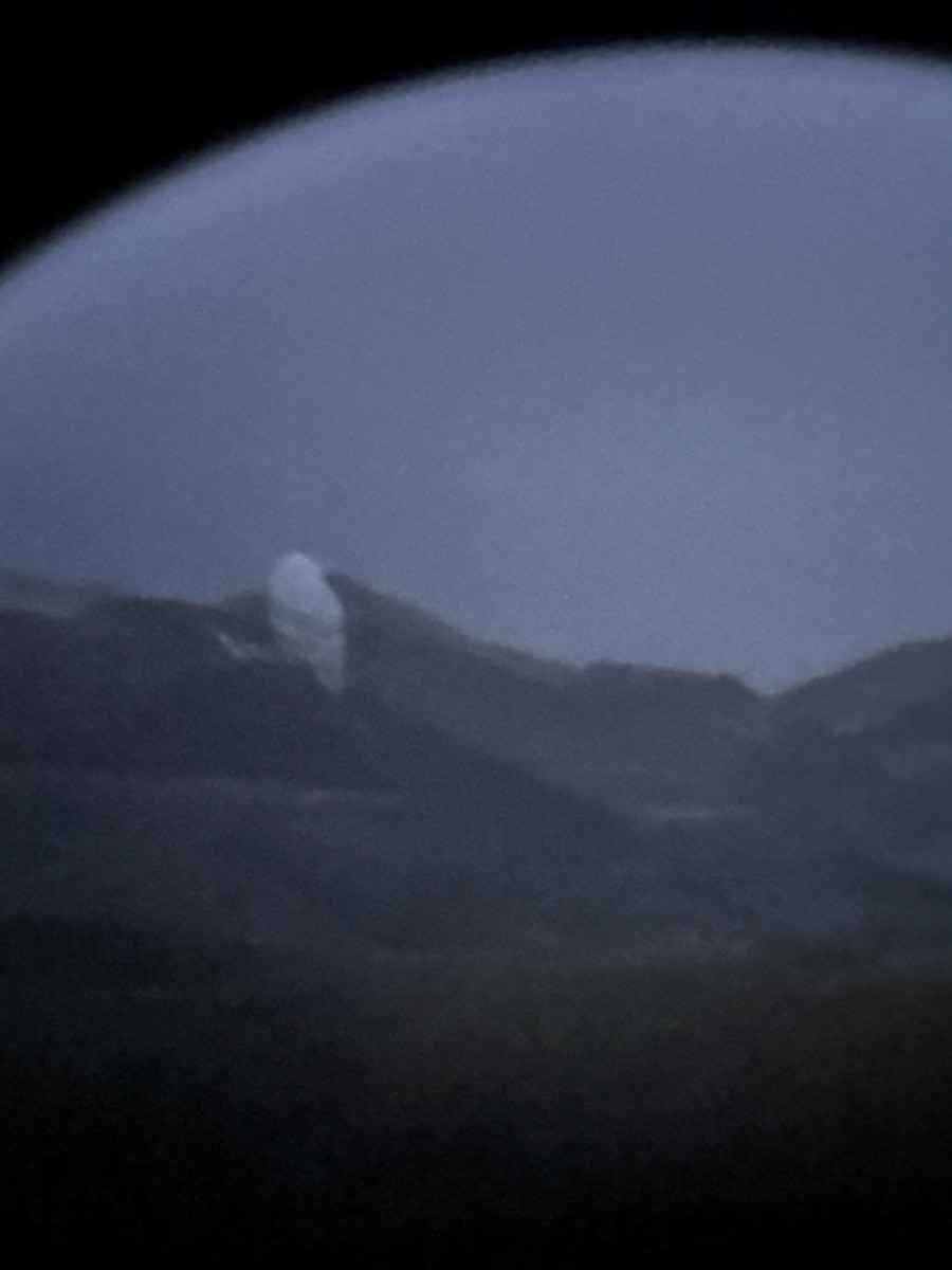 Snowy Owl - ML646712427