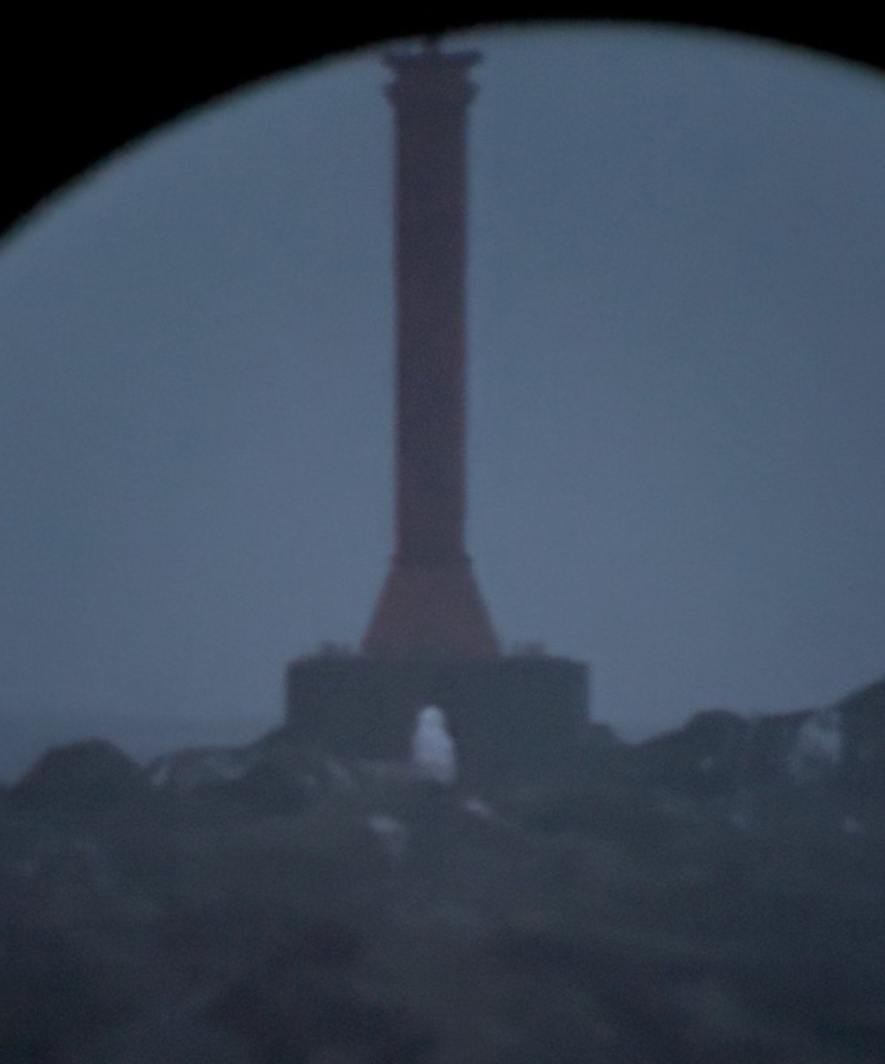 Snowy Owl - ML646712428