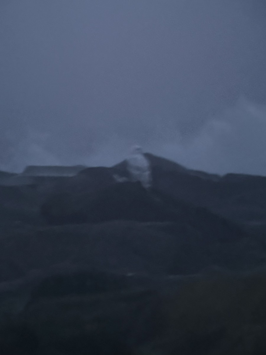 Snowy Owl - ML646712429