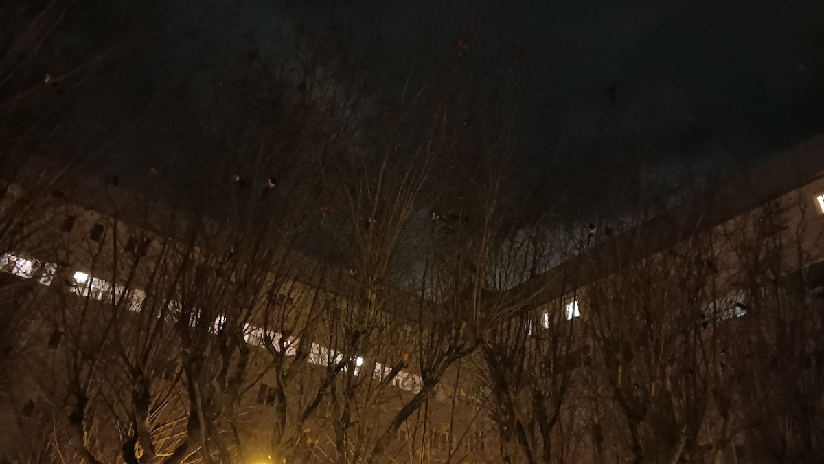 Eurasian Jackdaw - ML646712431