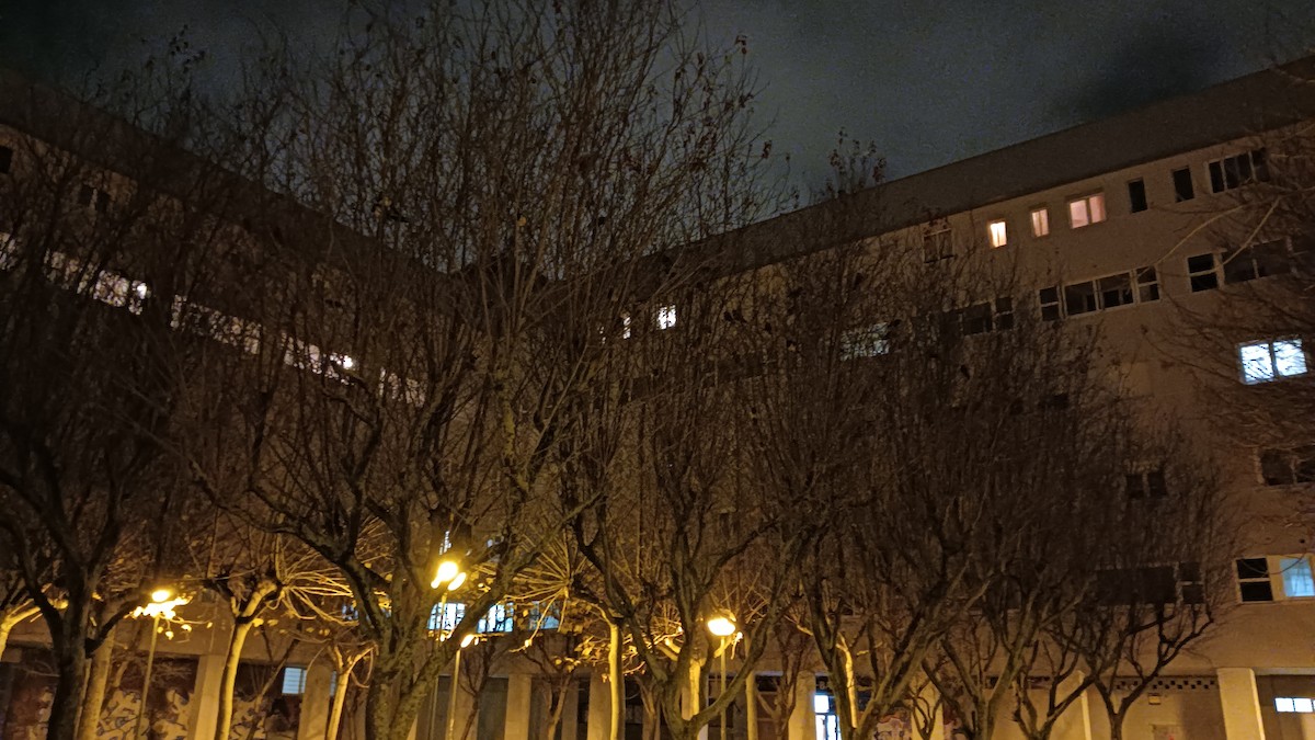 Eurasian Jackdaw - ML646712432