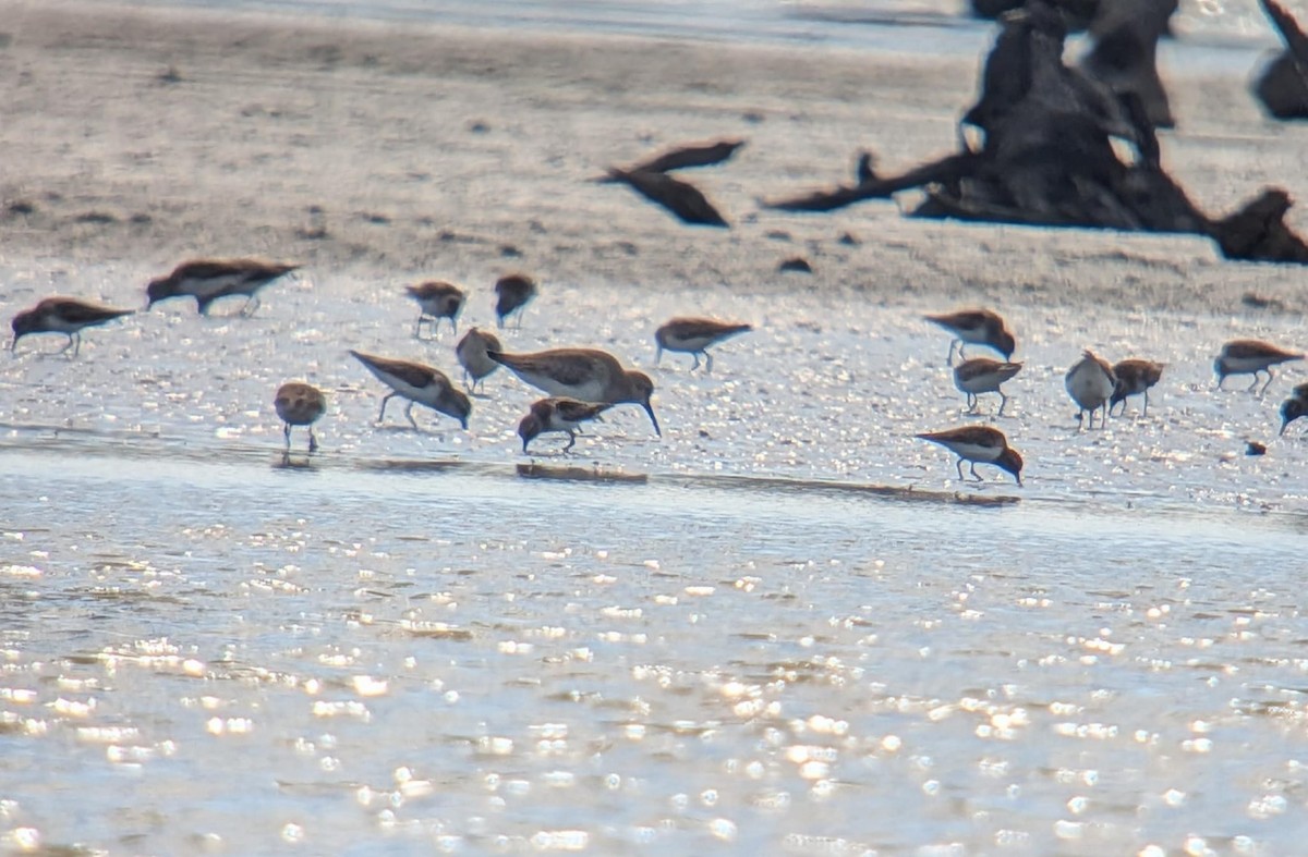 ハマシギ - ML646712433