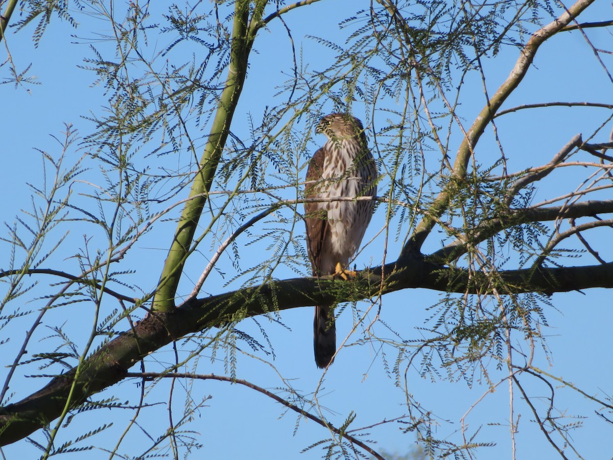 Gavilán de Cooper - ML646712434