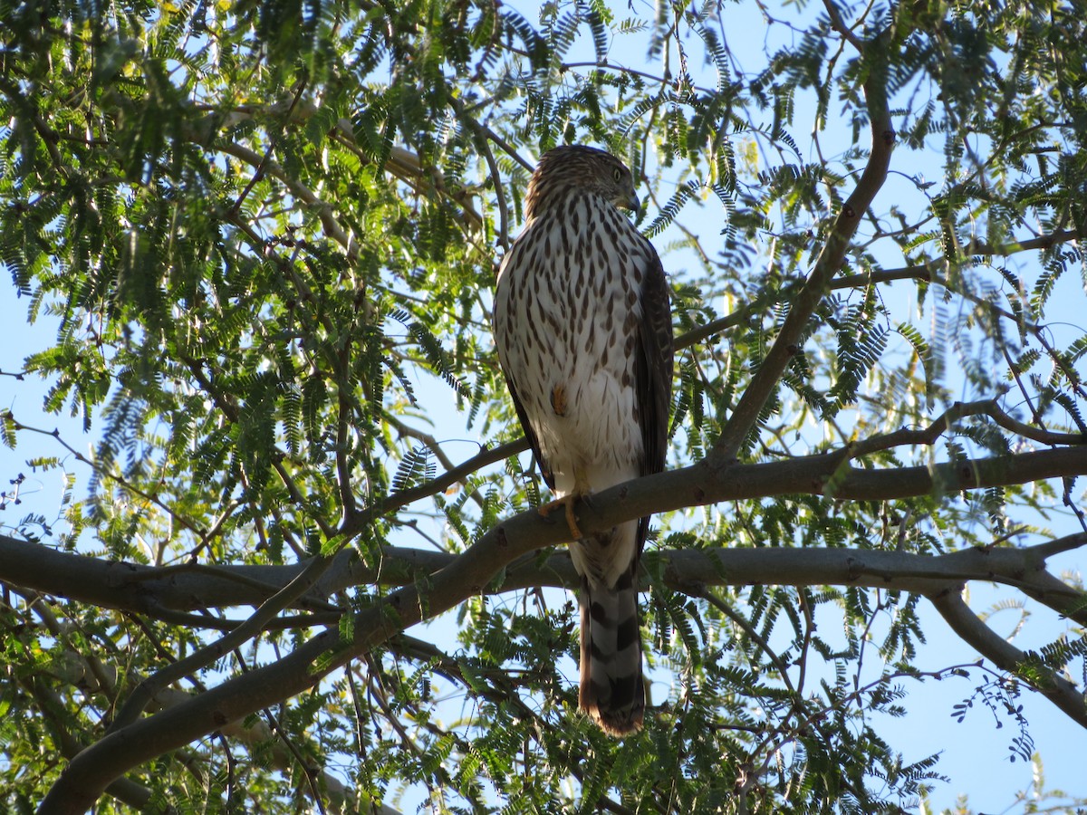 Gavilán de Cooper - ML646712435
