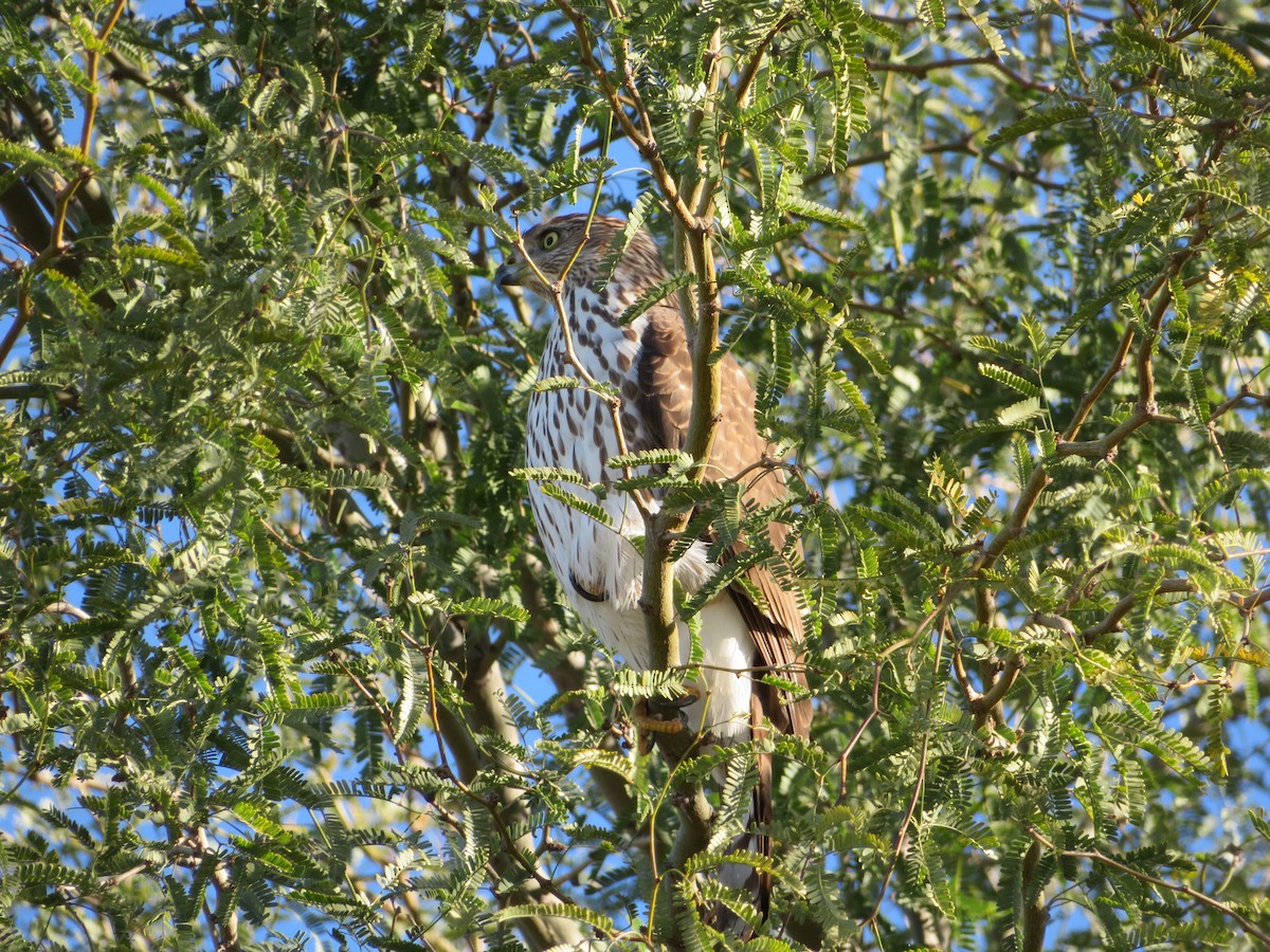 Gavilán de Cooper - ML646712436