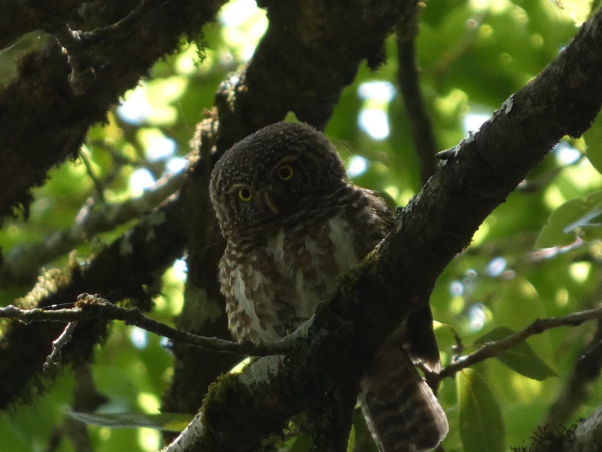 Collared Owlet - ML646712437