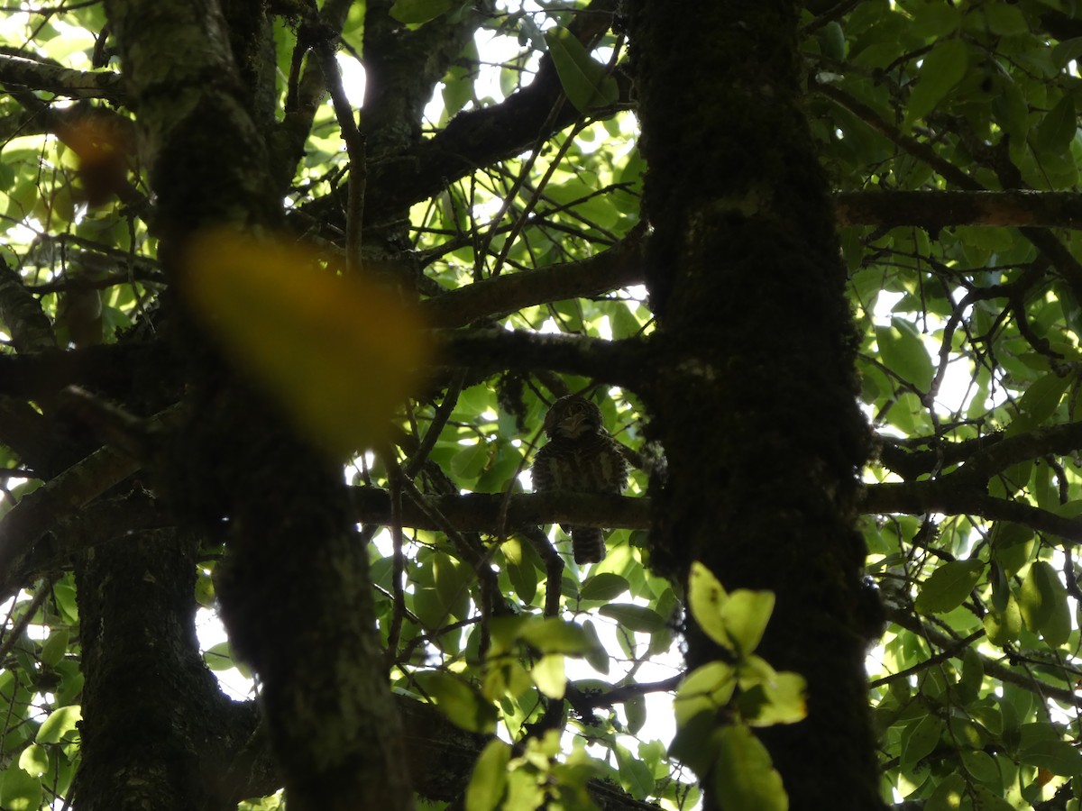 Collared Owlet - ML646712438