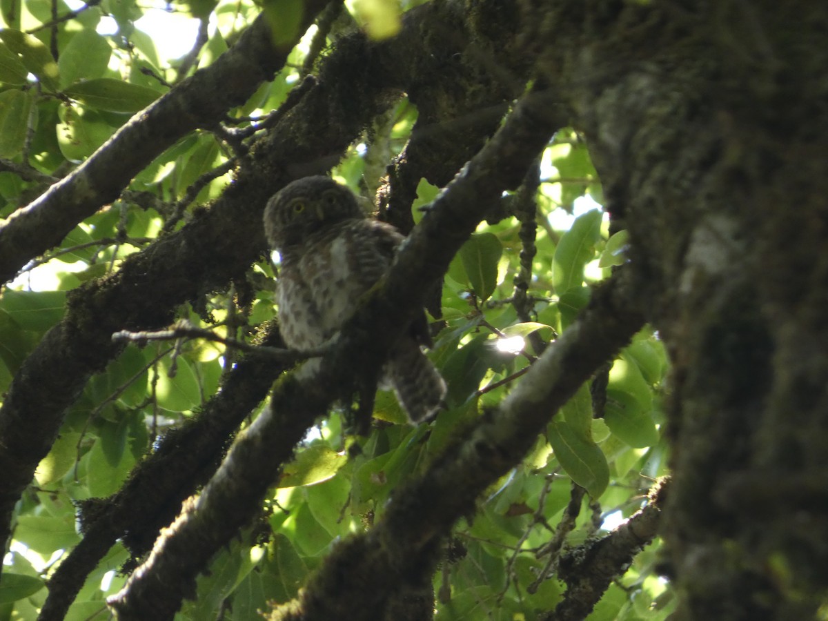 Collared Owlet - ML646712440