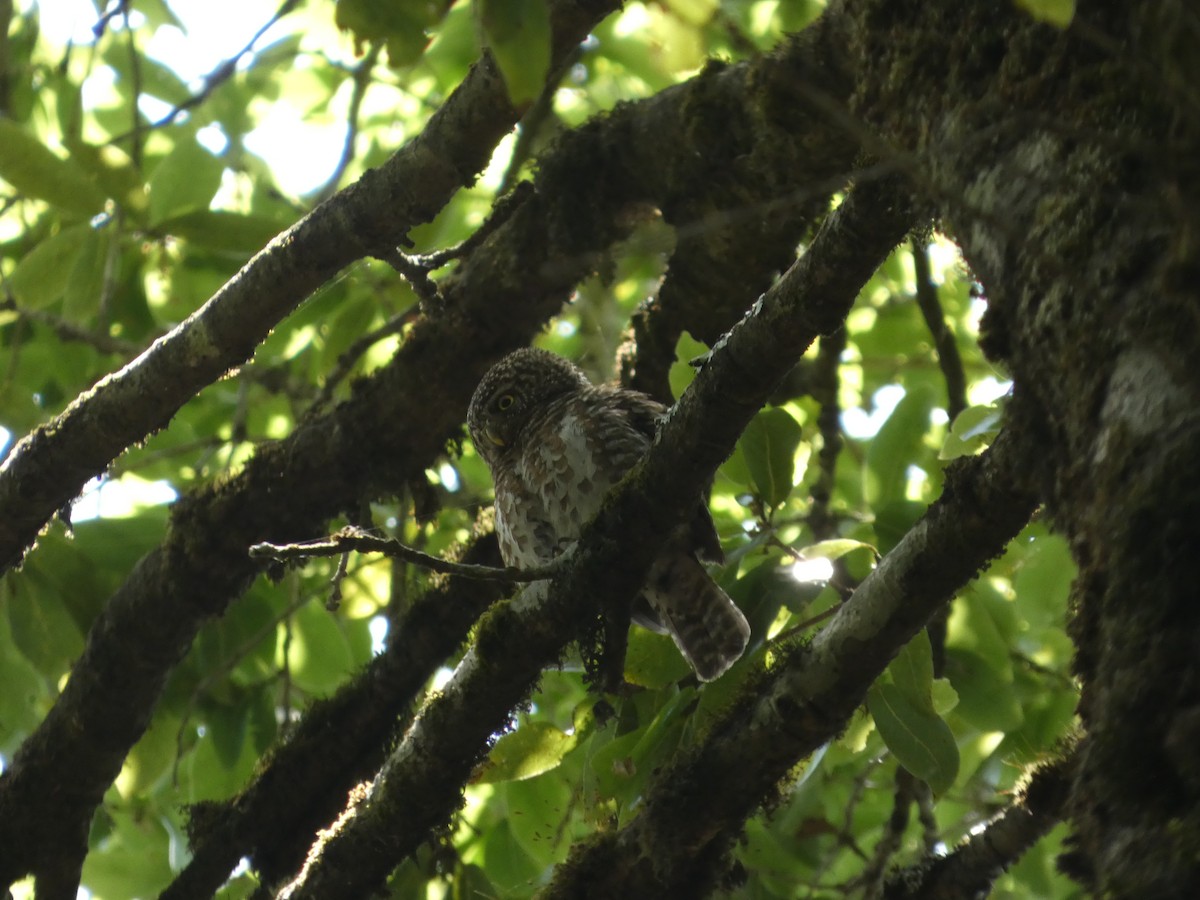 Collared Owlet - ML646712441