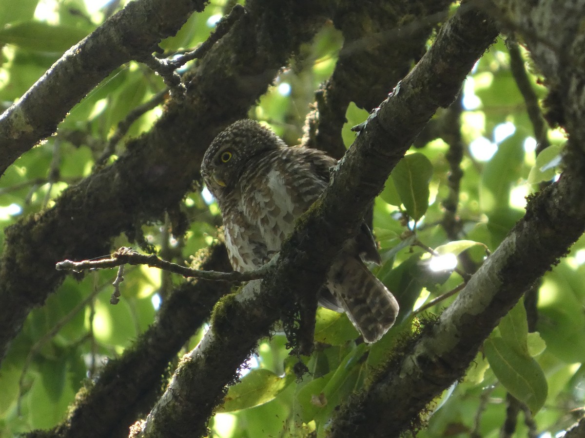 Collared Owlet - ML646712442