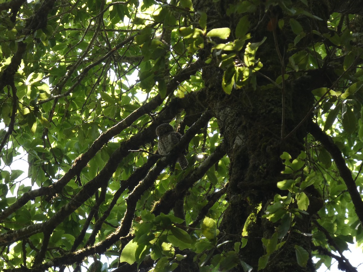 Collared Owlet - ML646712443