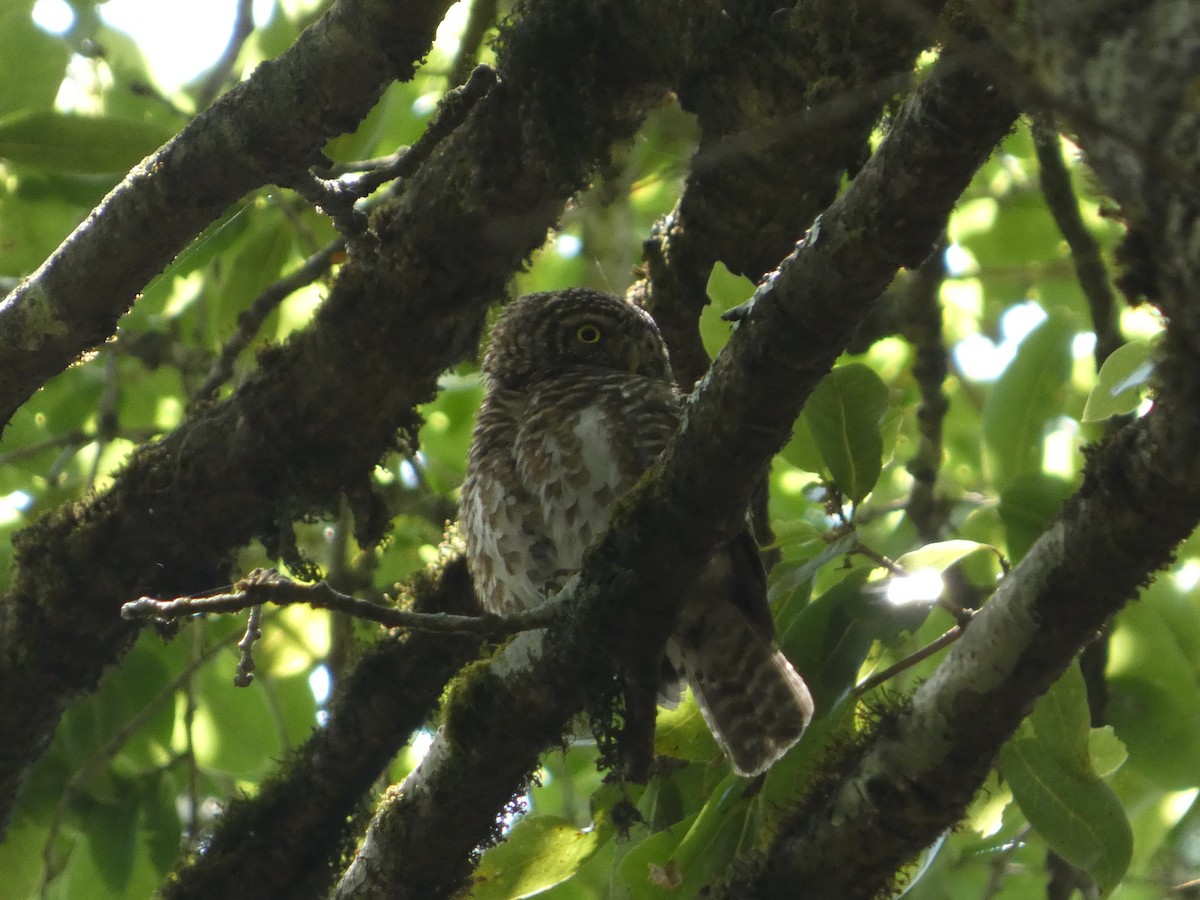 Collared Owlet - ML646712444