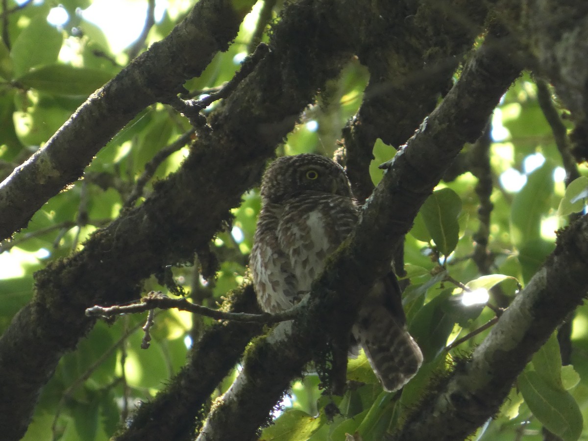 Collared Owlet - ML646712445