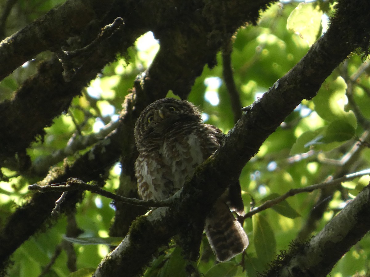 Collared Owlet - ML646712446