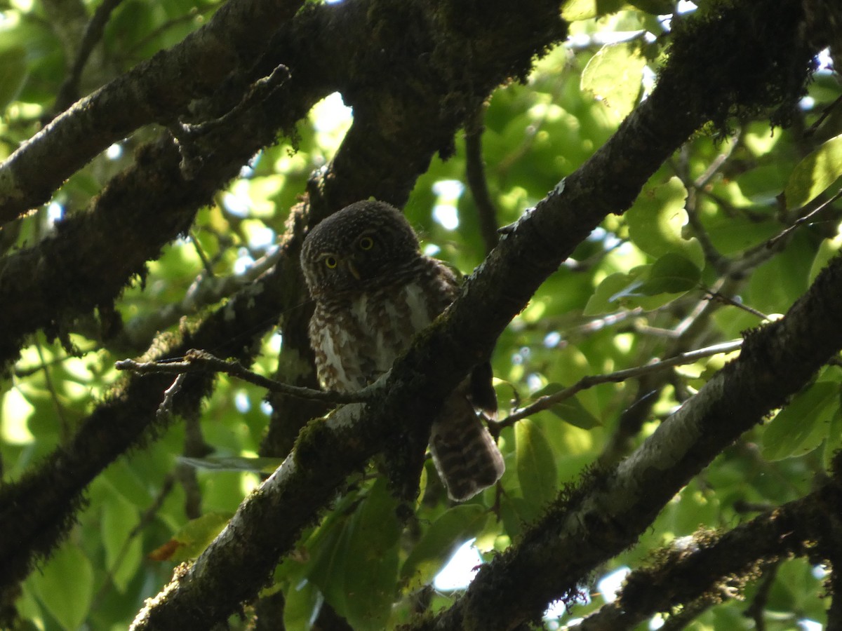 Collared Owlet - ML646712447