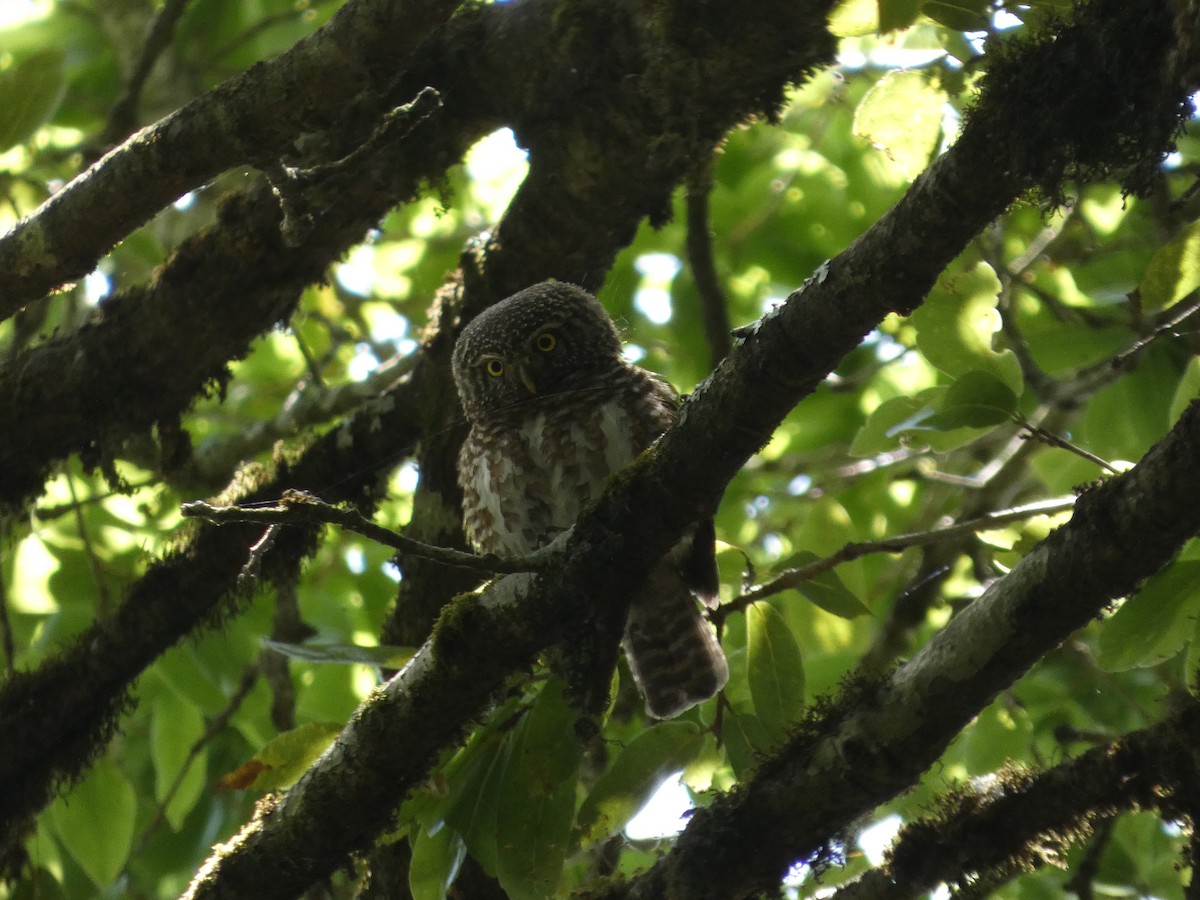 Collared Owlet - ML646712448