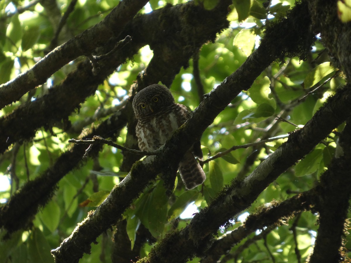 Collared Owlet - ML646712449