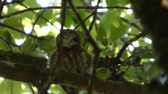Collared Owlet - ML646712450