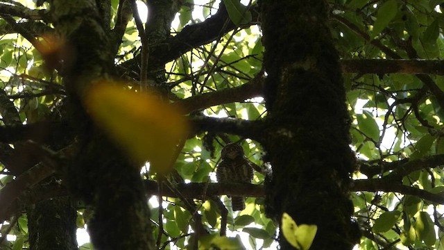 Collared Owlet - ML646712452