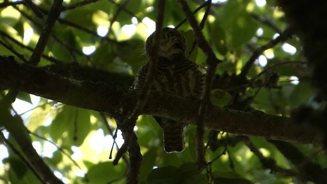 Collared Owlet - ML646712453