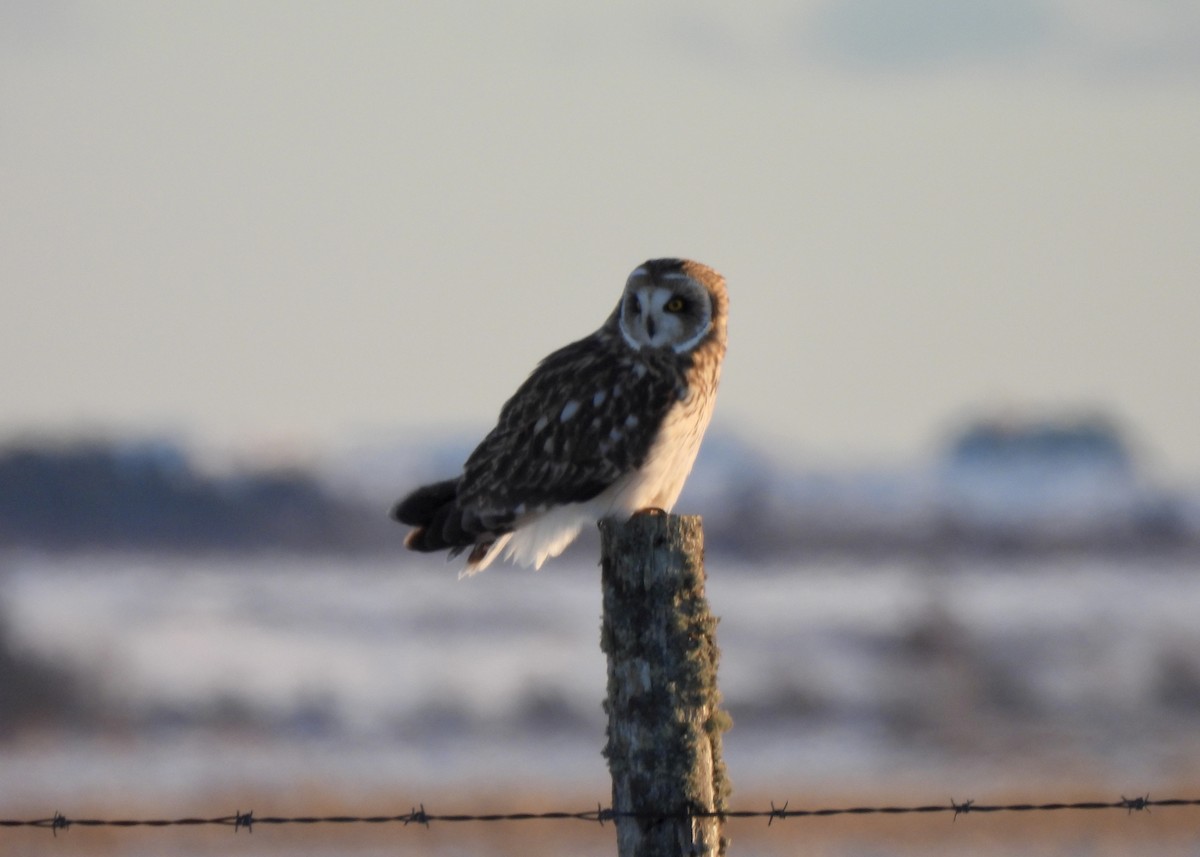 Short-eared Owl - ML646712454