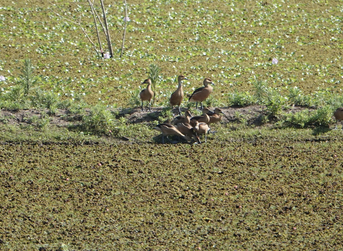 Fulvous Whistling-Duck - ML646712455