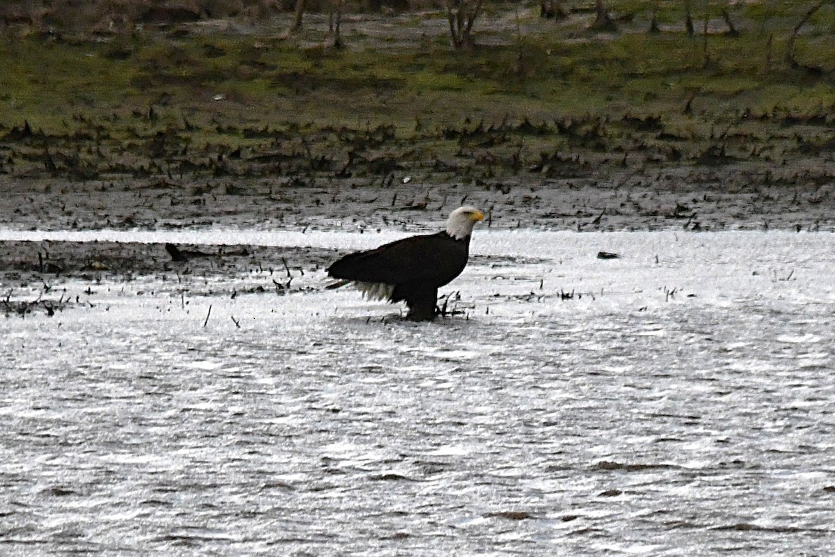 Ak Başlı Kartal - ML646712458