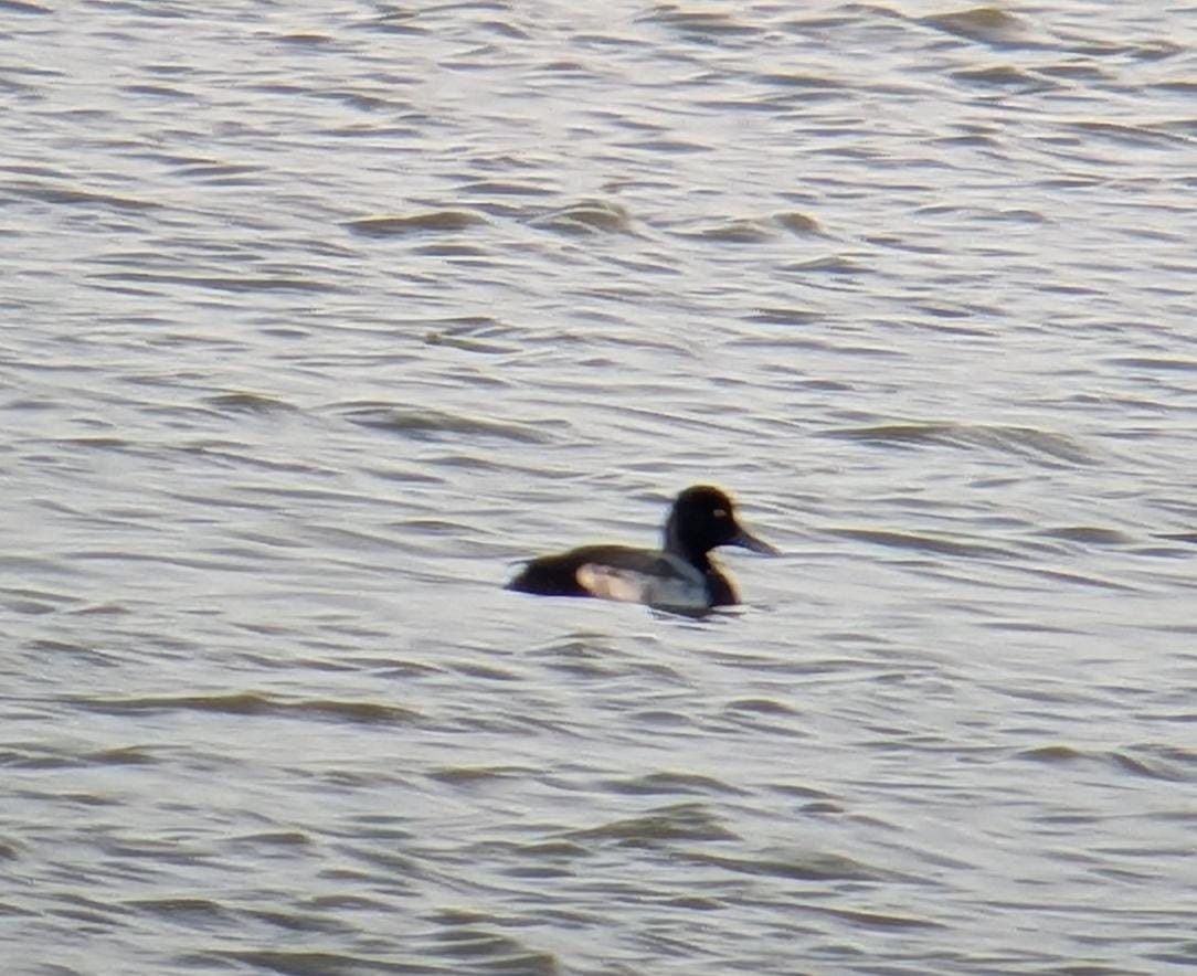 スズガモ - ML646712459