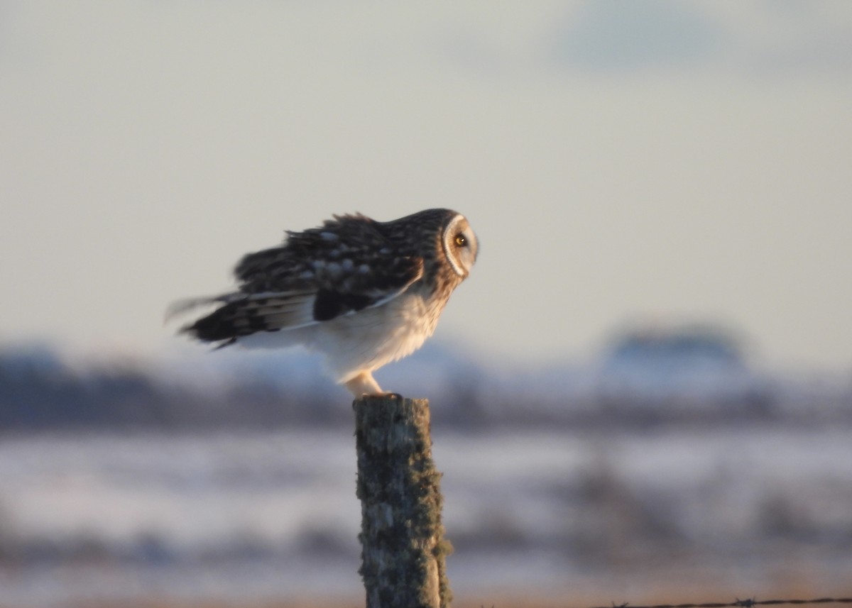 Short-eared Owl - ML646712460