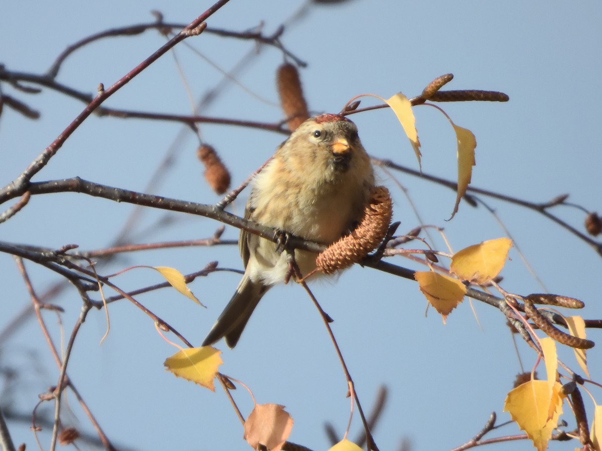 Redpoll - ML646712465
