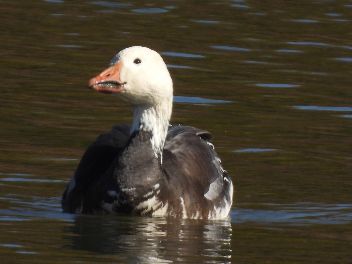 אווז שלג - ML646712467