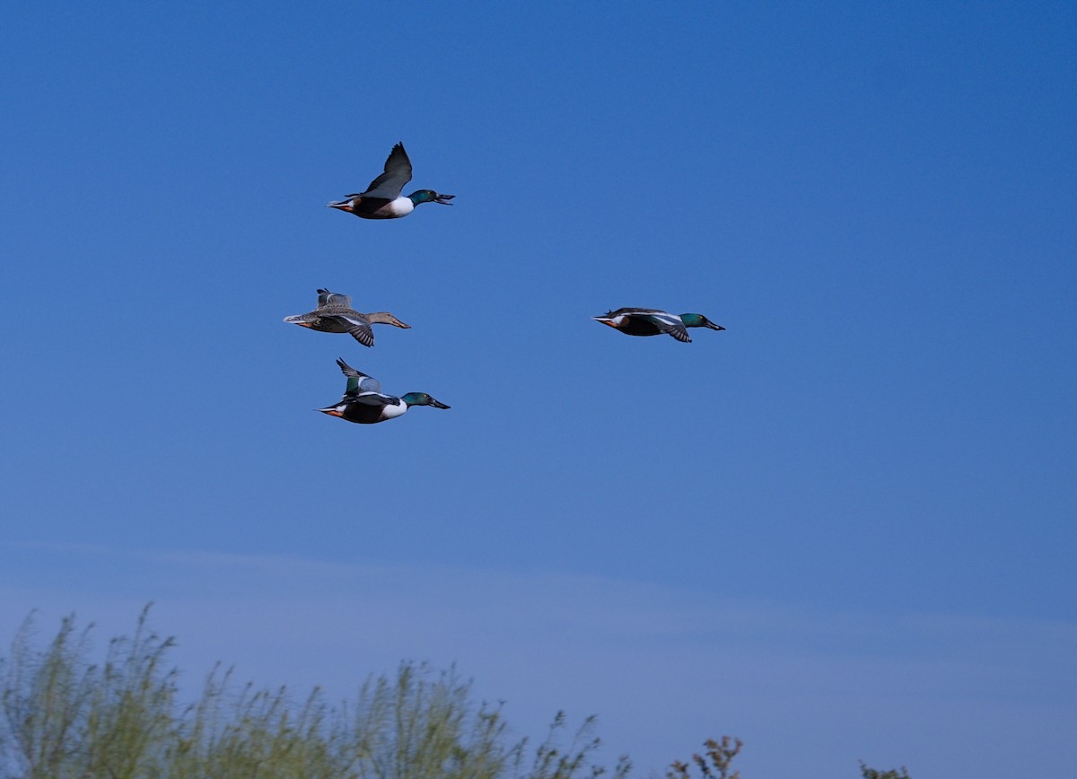 Northern Shoveler - ML646712473