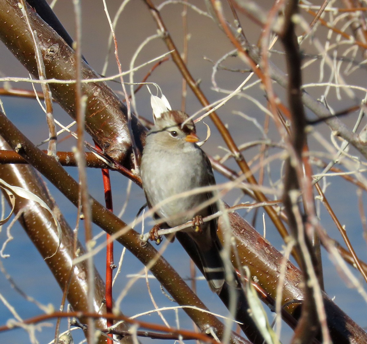 Porsuk Serçesi (gambelii) - ML646712475