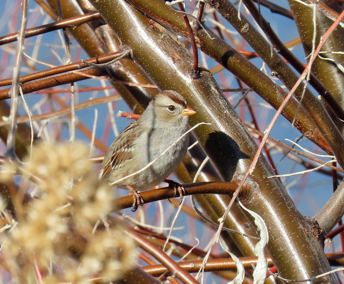 Porsuk Serçesi (gambelii) - ML646712476