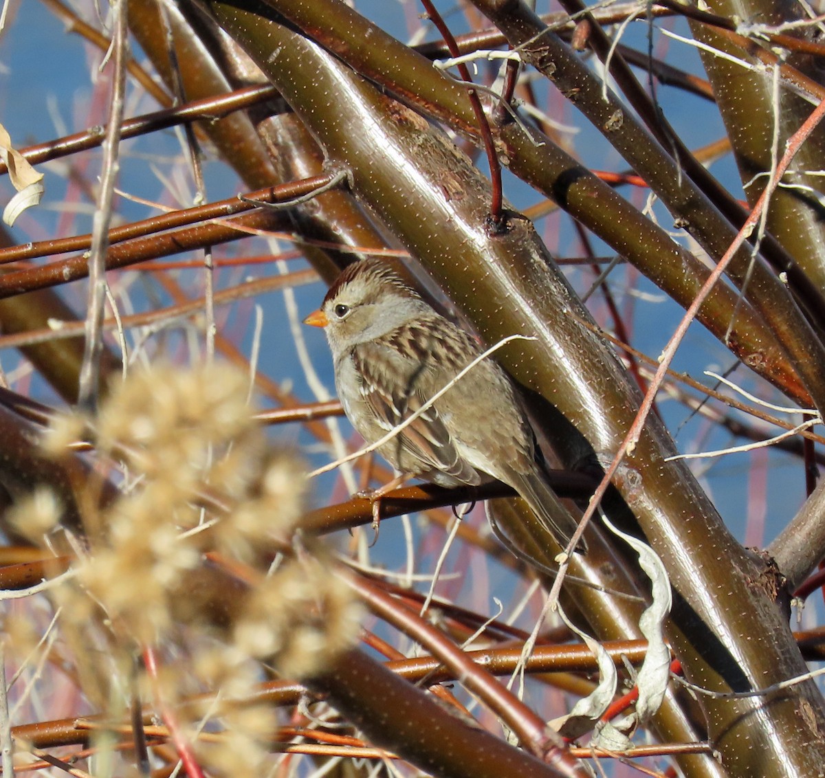 Porsuk Serçesi (gambelii) - ML646712477