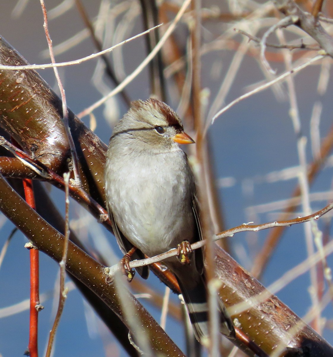 Porsuk Serçesi (gambelii) - ML646712478