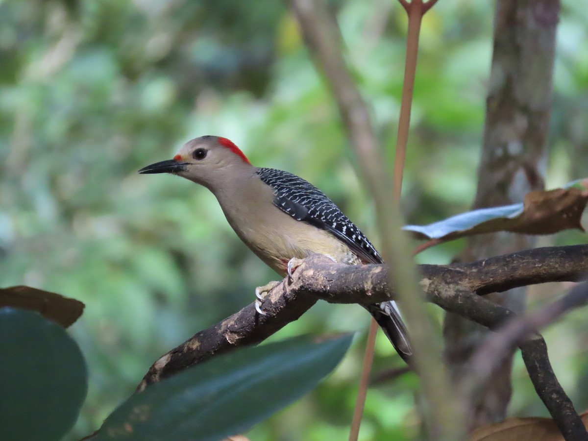 Golden-fronted Woodpecker - ML646712481