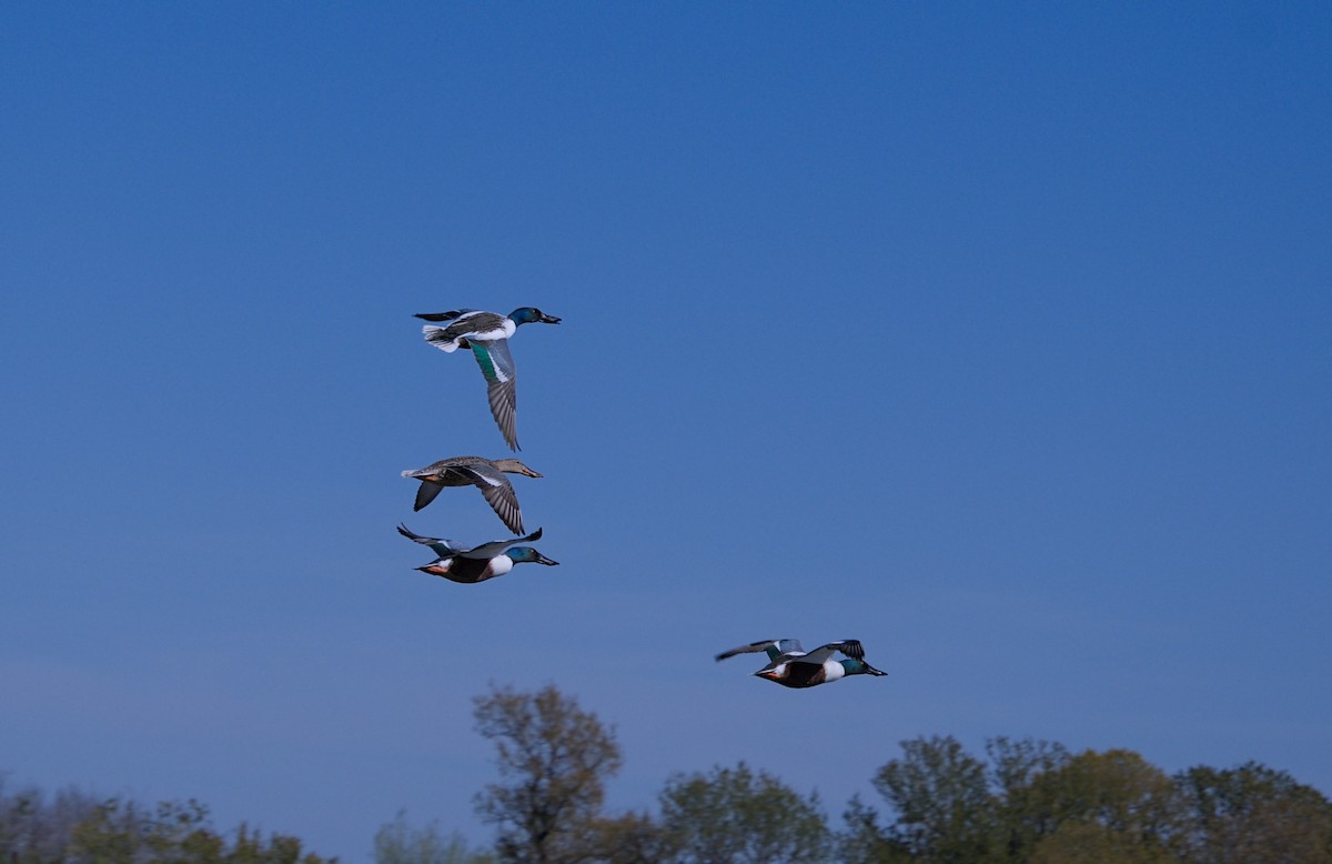 Northern Shoveler - ML646712482