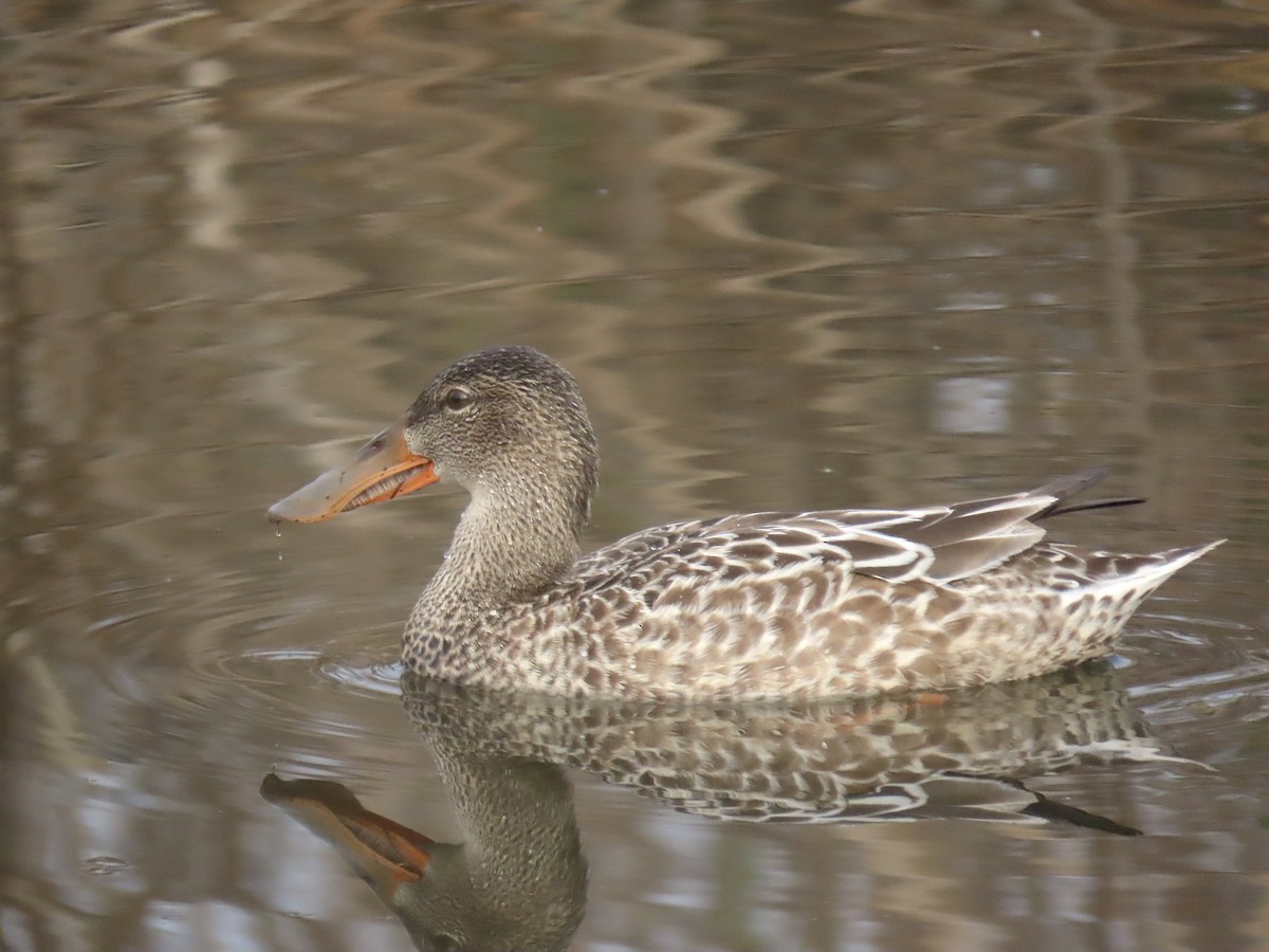 lžičák pestrý - ML646712484