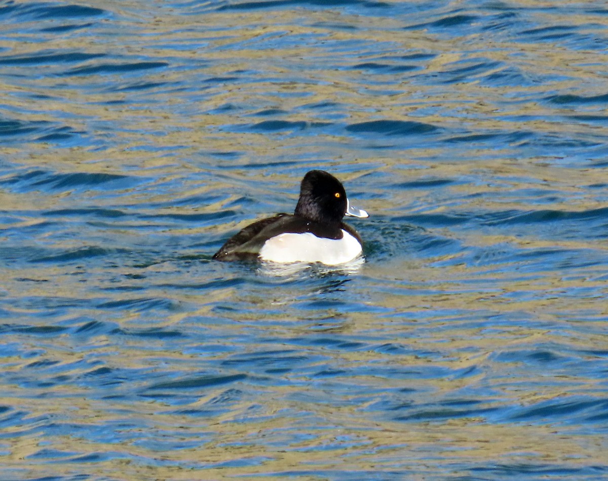 Halkalı Patka - ML646712485