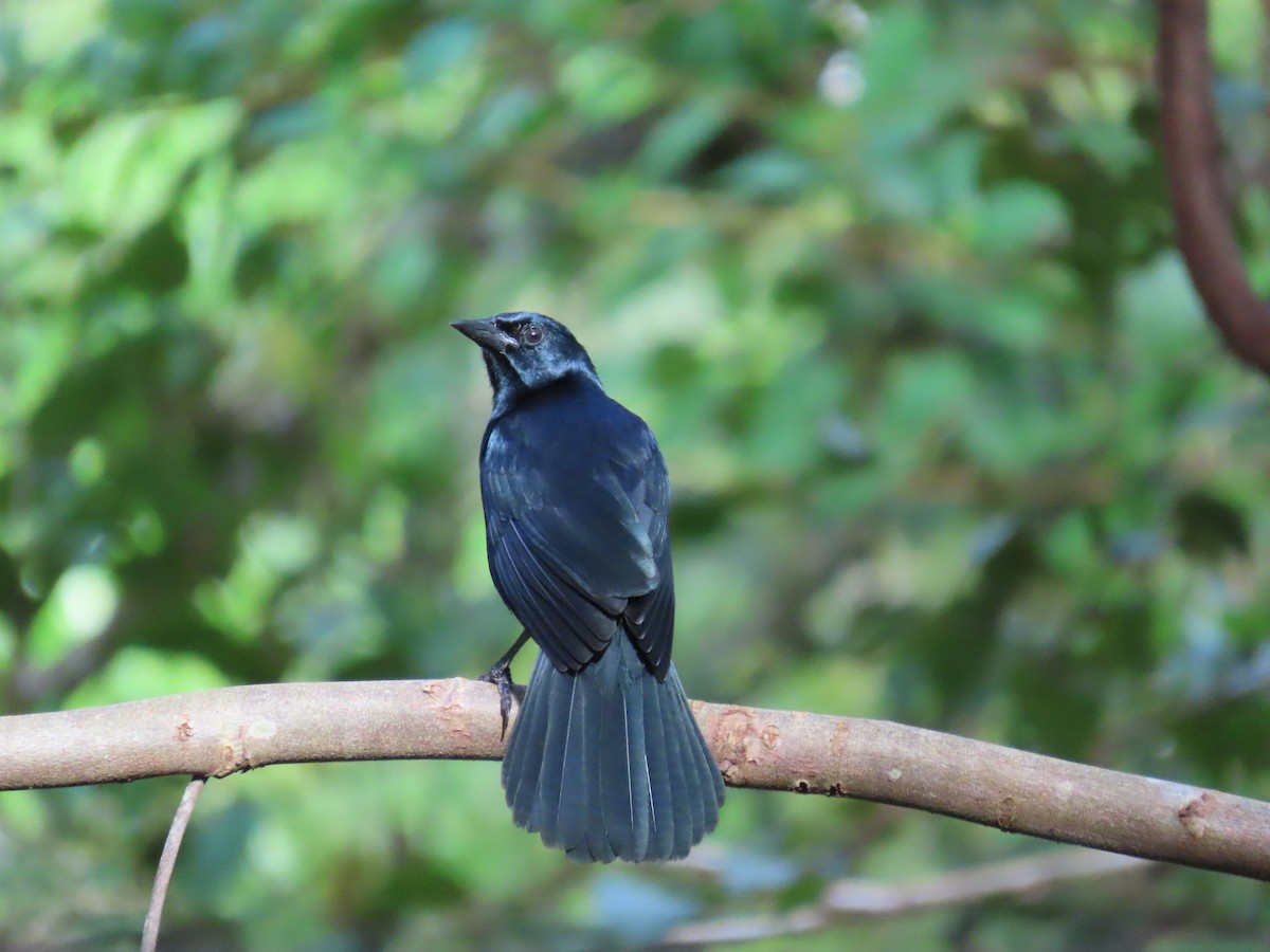 Melodious Blackbird - ML646712486