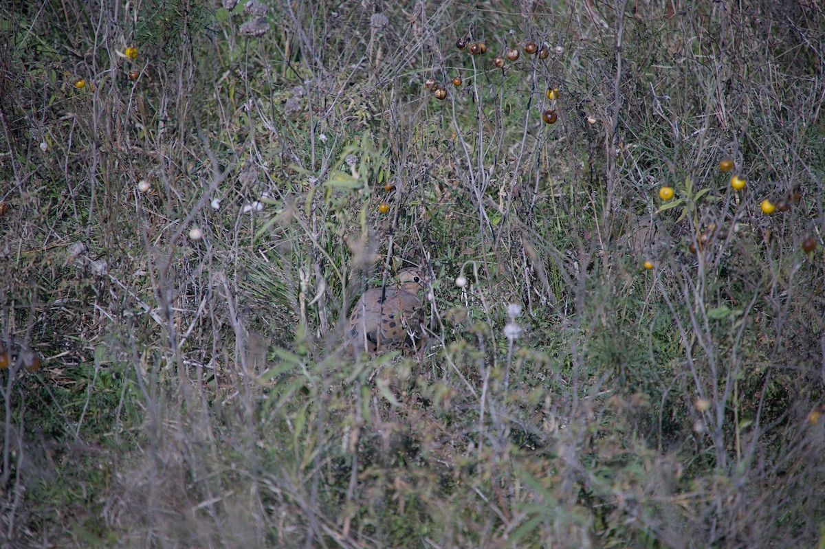 Mourning Dove - ML646712487