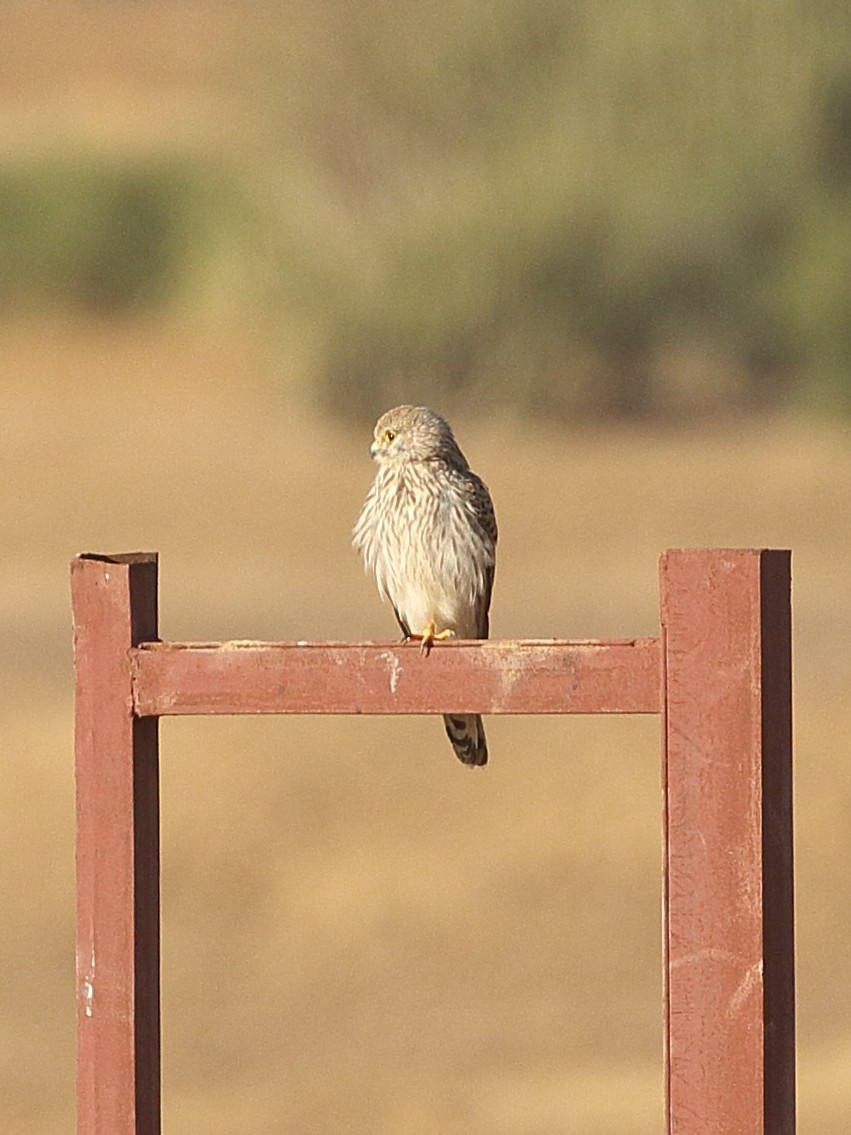 tårnfalk - ML646712491