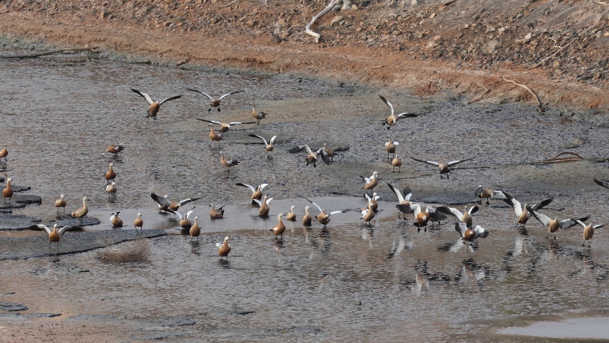 Ruddy Shelduck - ML646712492