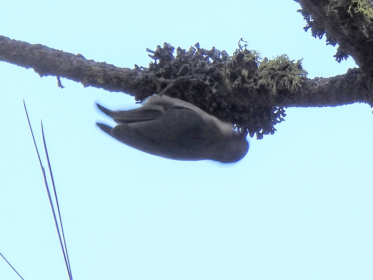 Pygmy Nuthatch - ML646712495