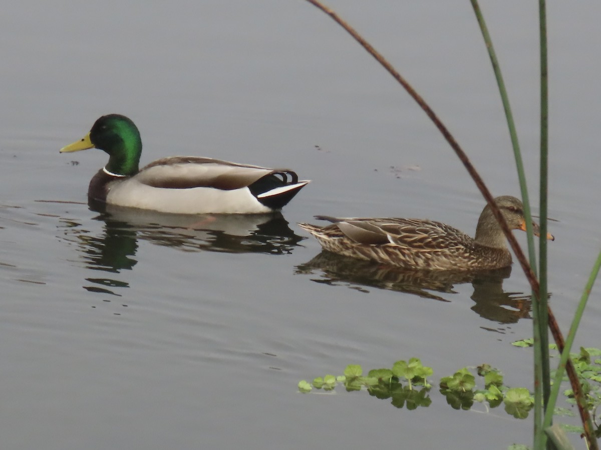 kachna divoká - ML646712496