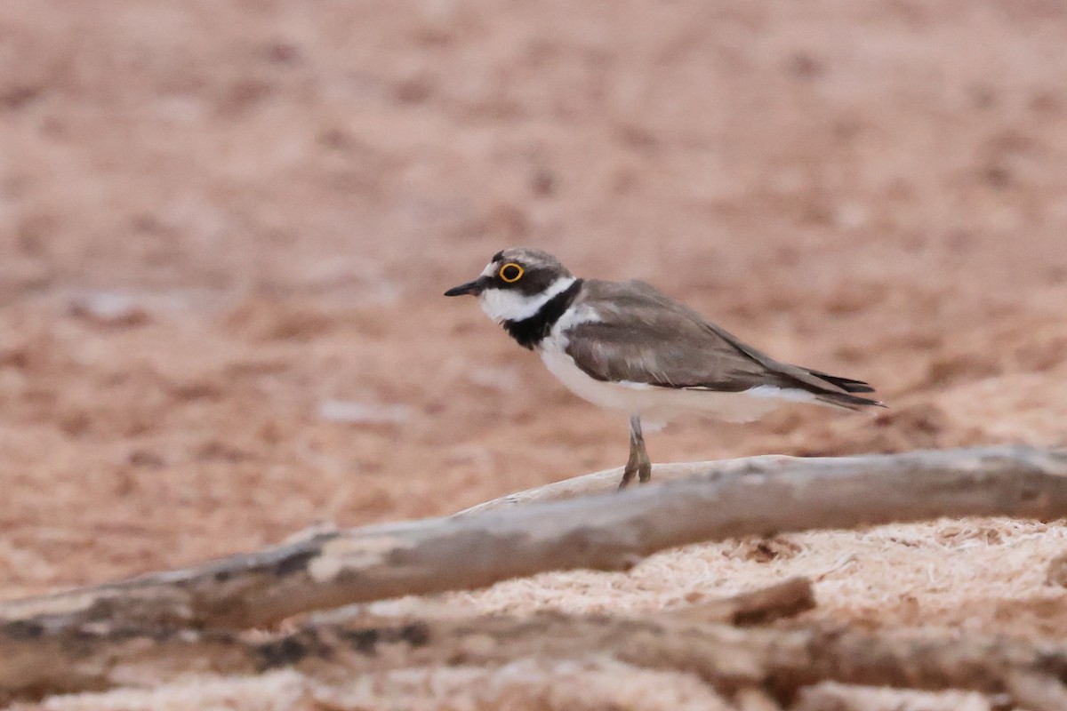 Little Ringed Plover - ML646712497