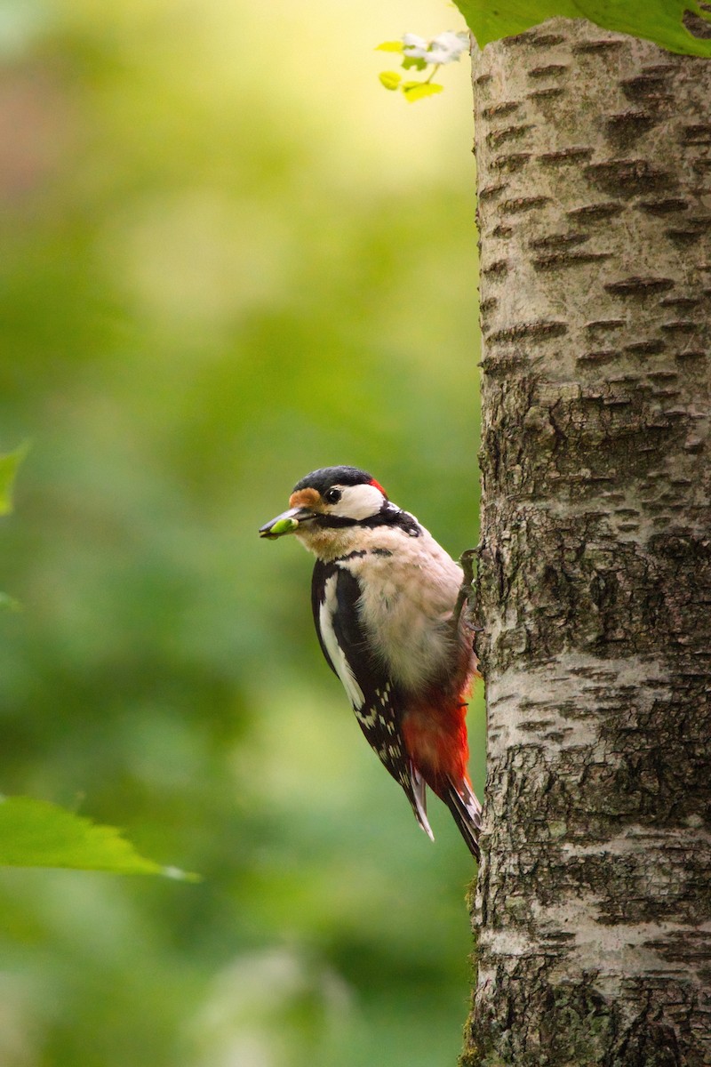 Great Spotted Woodpecker - ML646712498