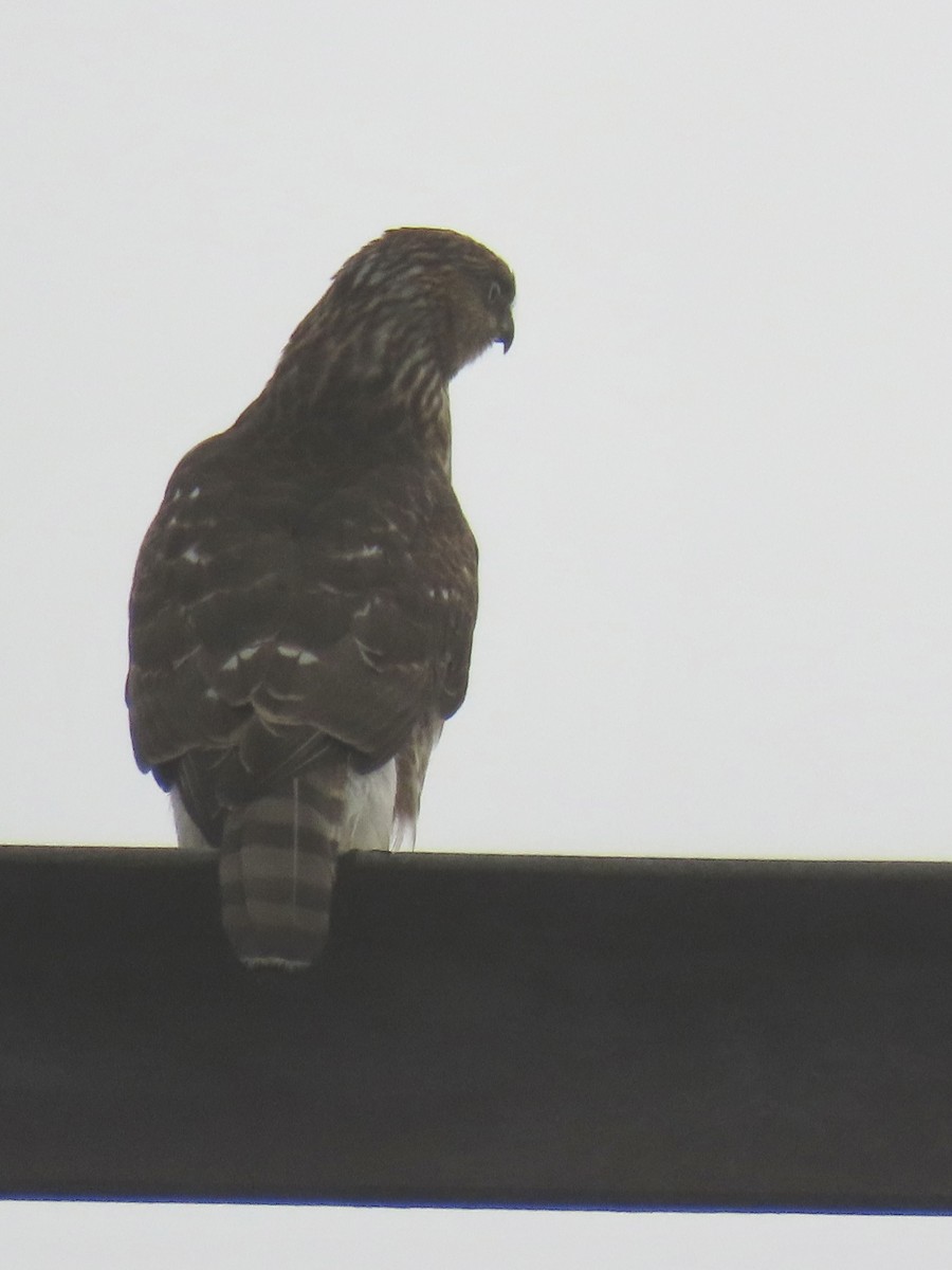 Gavilán de Cooper - ML646712499