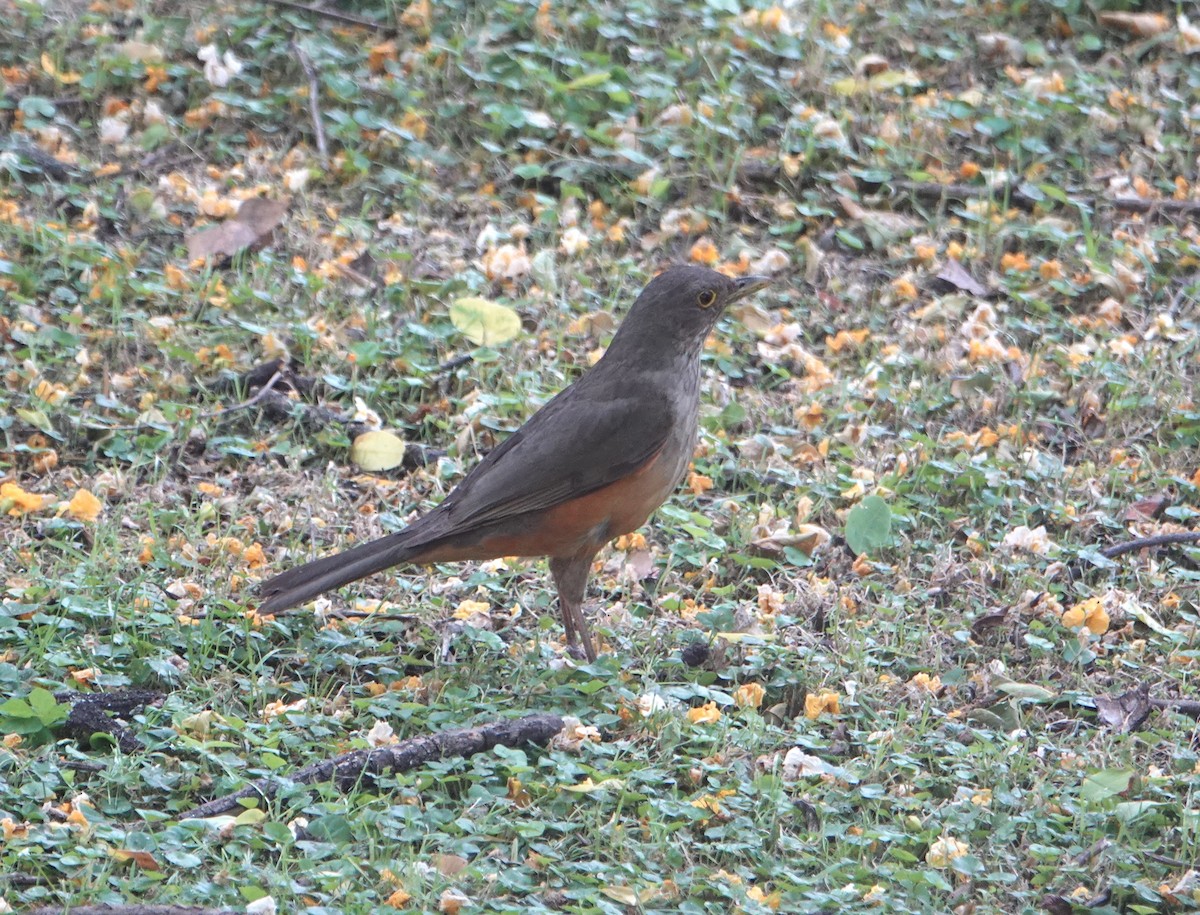 Rufous-bellied Thrush - ML646712501